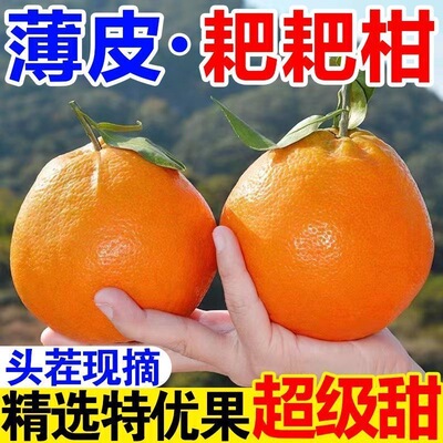 正宗四川耙耙柑10斤当季新鲜水果丑八怪杷杷柑橘子现摘