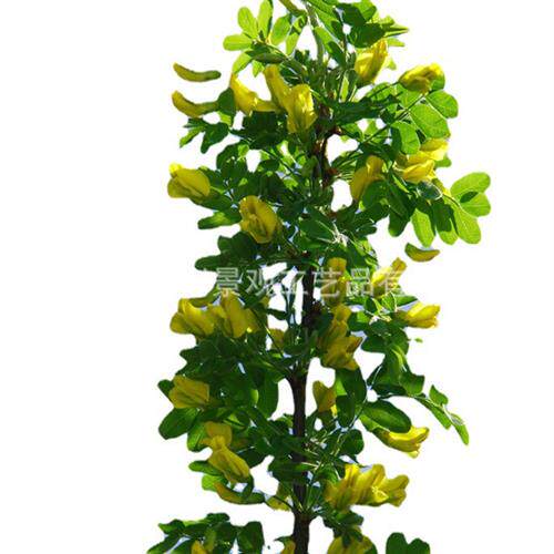 黄槐树大型人造绿植装饰金蝶状花叶色泽艳丽多规格供应高仿真