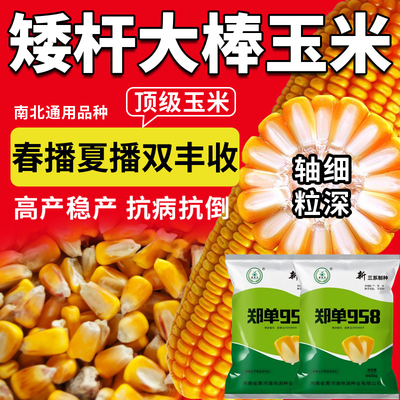 郑单958杂交高产优质玉米种子农科院矮杆抗病抗倒大棒苞谷正品