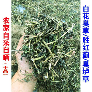 新晒中药材干品白花臭草 胜红蓟草 臭垆草 毛胜红干货中草药