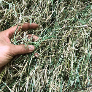 新晒中药材巴根草新鲜狗牙根 铁线草 蟋蟀草新货干品山草药