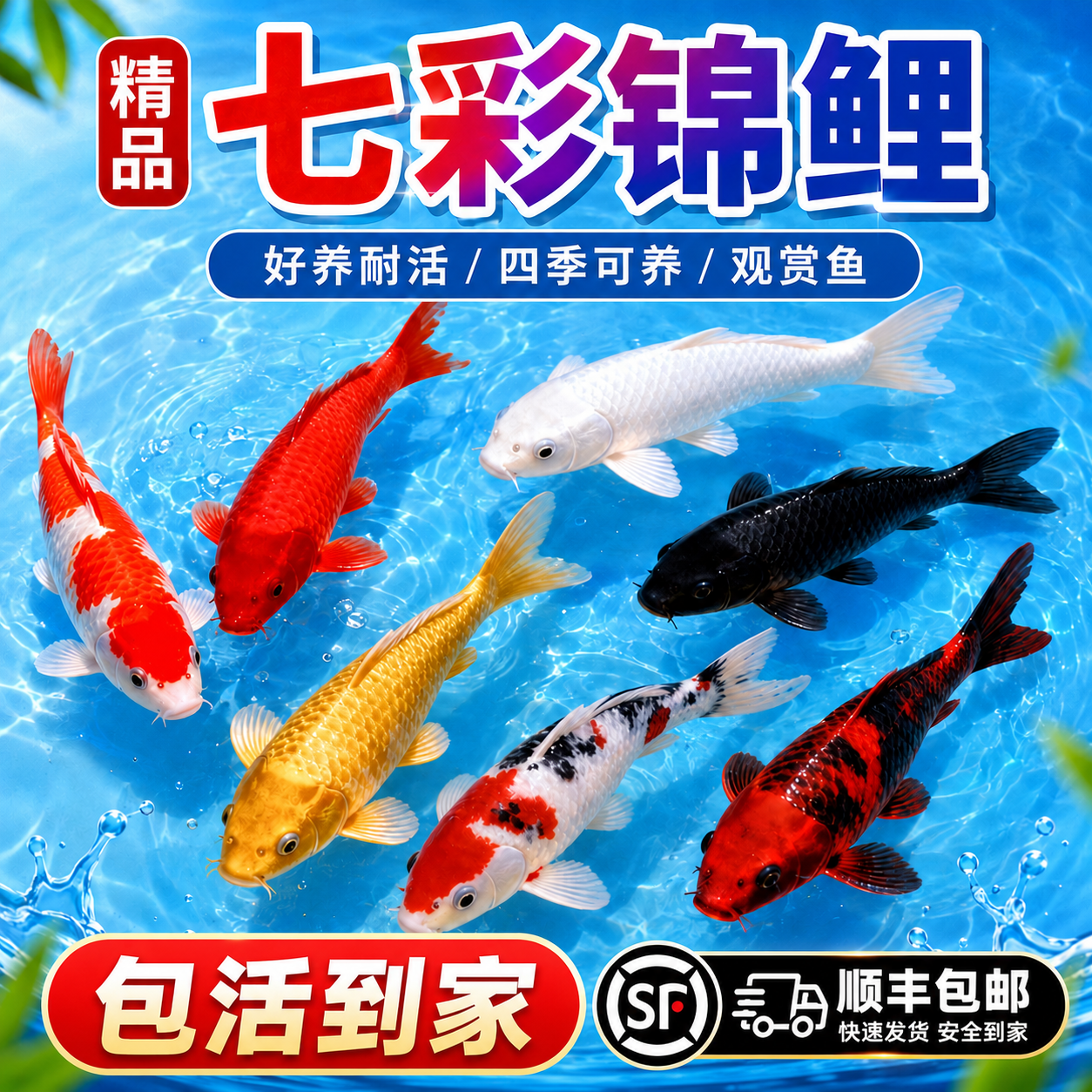 顺丰包邮锦鲤活鱼观赏鱼好养耐活冷水观赏鱼金鱼冷水鱼纯种鱼苗