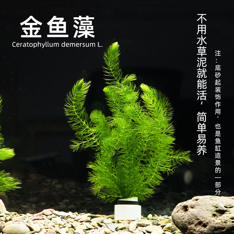 金鱼藻水草淡水浮萍蜈蚣草绿菊池塘制氧净化水质水族鱼缸好养易活