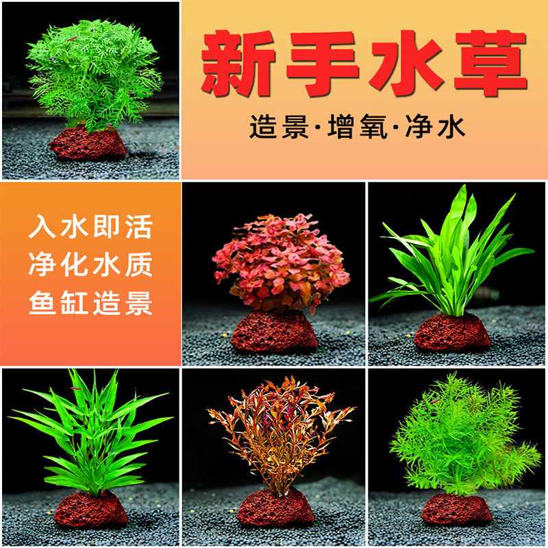 鱼缸水草莫斯真植物族箱中后景绿