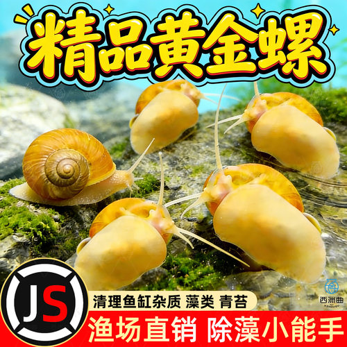 黄金螺鱼缸淡水观赏螺活体清洁螺除藻工具螺彩蛋螺苹果螺吃鱼龟便
