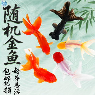 蝶尾金鱼观赏鱼鱼缸兰寿金鱼易存活淡水鱼好养冷水鱼泰狮金鱼幼苗