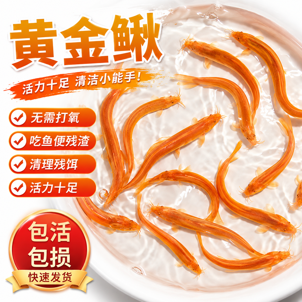 黄金泥鳅观赏鱼清道夫大号黄金鳅清洁工具鱼冷水淡水好养耐活鱼苗