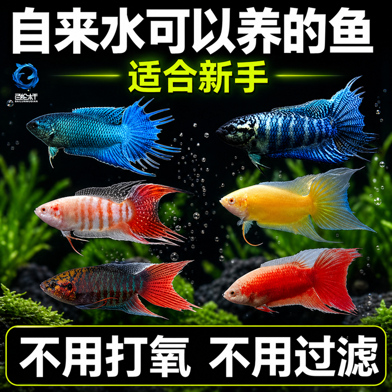 中国斗鱼普叉活鱼活体巨普叉尾观赏鱼冷水淡水鱼好养耐活小型鱼苗