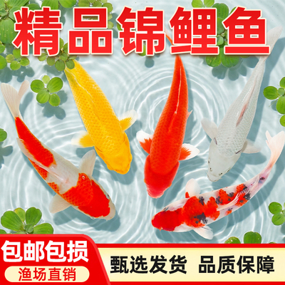 纯种活体锦鲤金鱼耐活好养