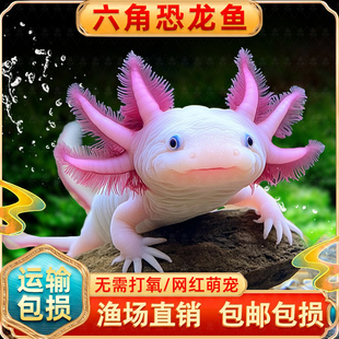 六角恐龙鱼冷水淡水鱼好养耐活美蝾螈水族六角活体两栖动物宠物鱼