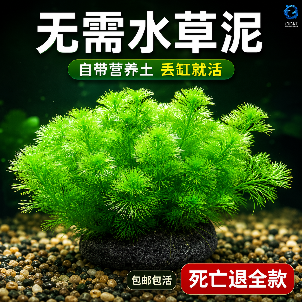 绿菊水草鱼缸造景养鱼植物阴性真草好养活净水增氧懒人新手入门