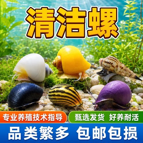 观赏螺黄金苹果黑金刚螺斑马除藻吃屎清洁吃藻马来螺淡水鱼缸造景