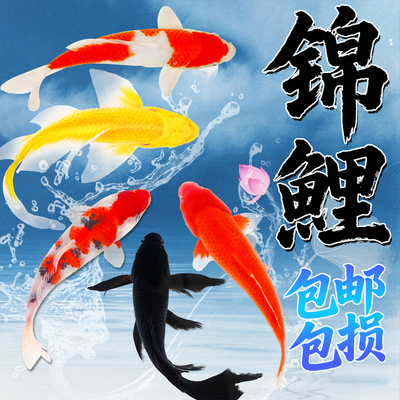 纯种活体锦鲤金鱼耐活好养
