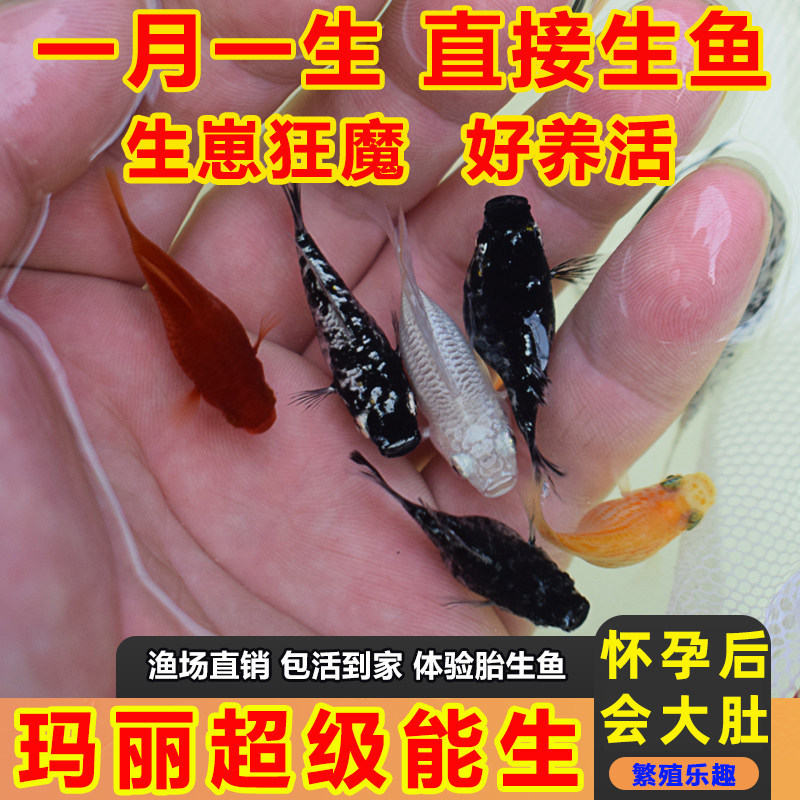 玛丽鱼易存活淡水鱼观赏鱼直接下小鱼怀孕大肚鱼米奇鱼热带鱼