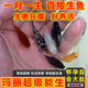 玛丽鱼易存活淡水鱼观赏鱼 怀孕会大肚子直接下小鱼热带鱼