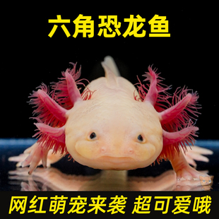 六角恐龙鱼冷水淡水鱼好养耐活美蝾螈水族六角活体两栖动物宠物鱼