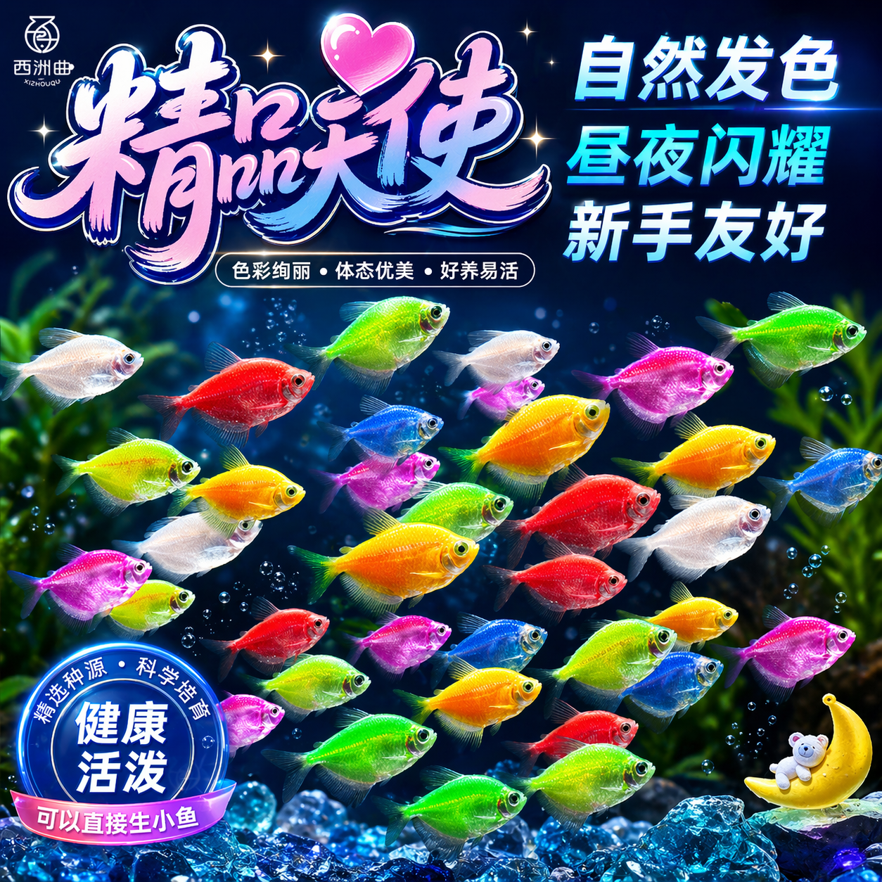 天使鱼观赏鱼好养鱼热带鱼不打氧糖果色小鱼苗自来水可养宠物纯种
