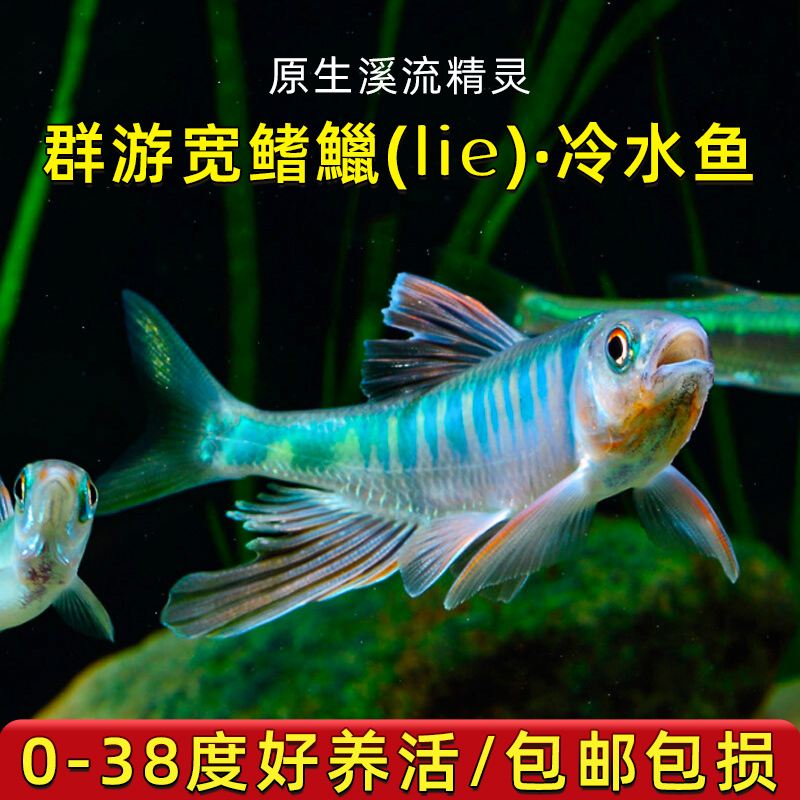 长鳍发色宽鳍溪石斑马口鱼观赏鱼冷水鱼原生鱼活体淡水鱼好养
