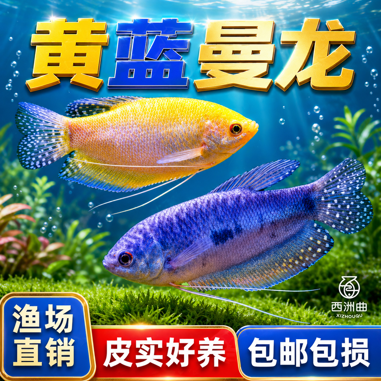 曼龙鱼热带观赏鱼黄曼龙蓝曼龙五彩血丽丽珍珠马甲球活小型淡水鱼
