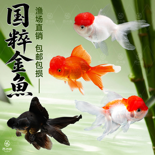金鱼活鱼观赏鱼鱼缸易存活淡水鱼小型鱼冷水鱼兰寿金鱼纯种鱼苗