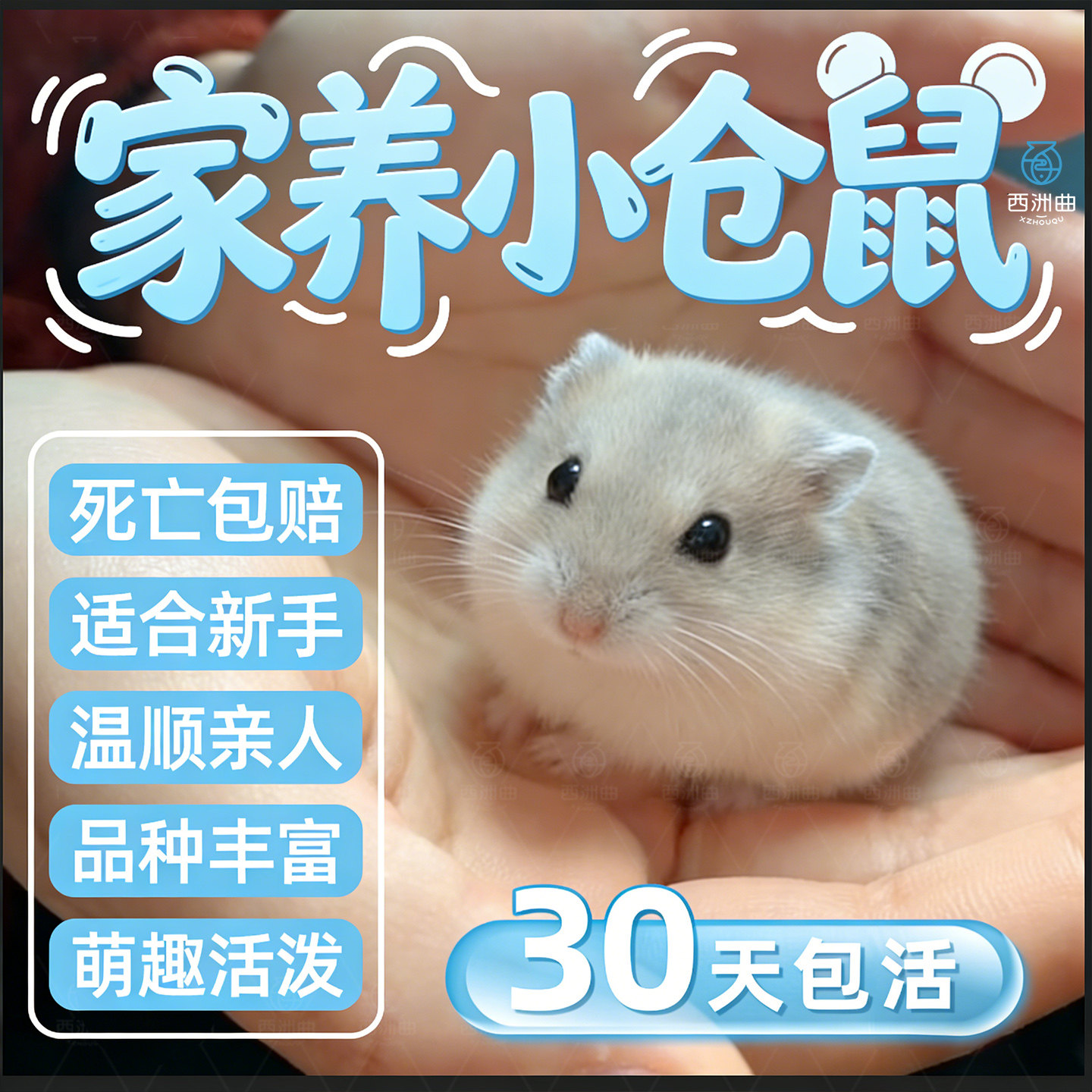 小仓鼠活物萌宠金丝熊一对银狐布丁紫仓奶茶公婆仓鼠活体金丝熊