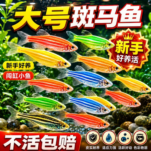 热带观赏鱼斑马鱼七彩斑马好养耐活小型冷水淡水群游多彩灯科小鱼