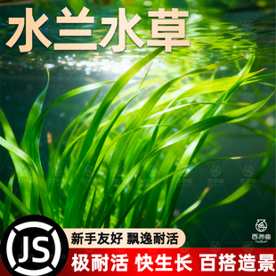 水兰水草种子新手友好飘逸耐活快生长百搭造景水族造景植物