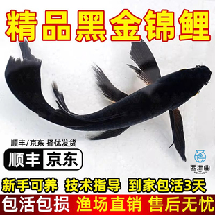黑金锦鲤鱼淡水鱼墨黑色耐活观赏鱼小活鱼冷水鱼苗纯种锦鲤