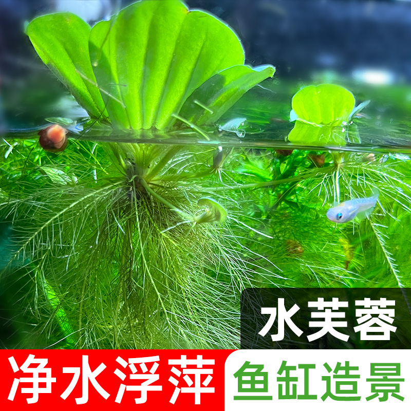 浮萍水草芙蓉养鱼龟缸造景装饰培