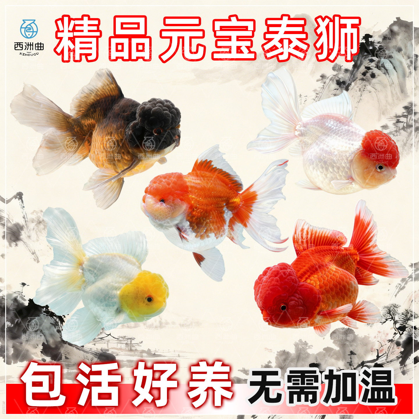 精品元宝泰狮金鱼活体观赏鱼包活好养无需加温新手推荐冷水鱼,宠物/宠物食品及用品,鱼,淘宝优惠券,粉丝福利购,淘宝优惠卷