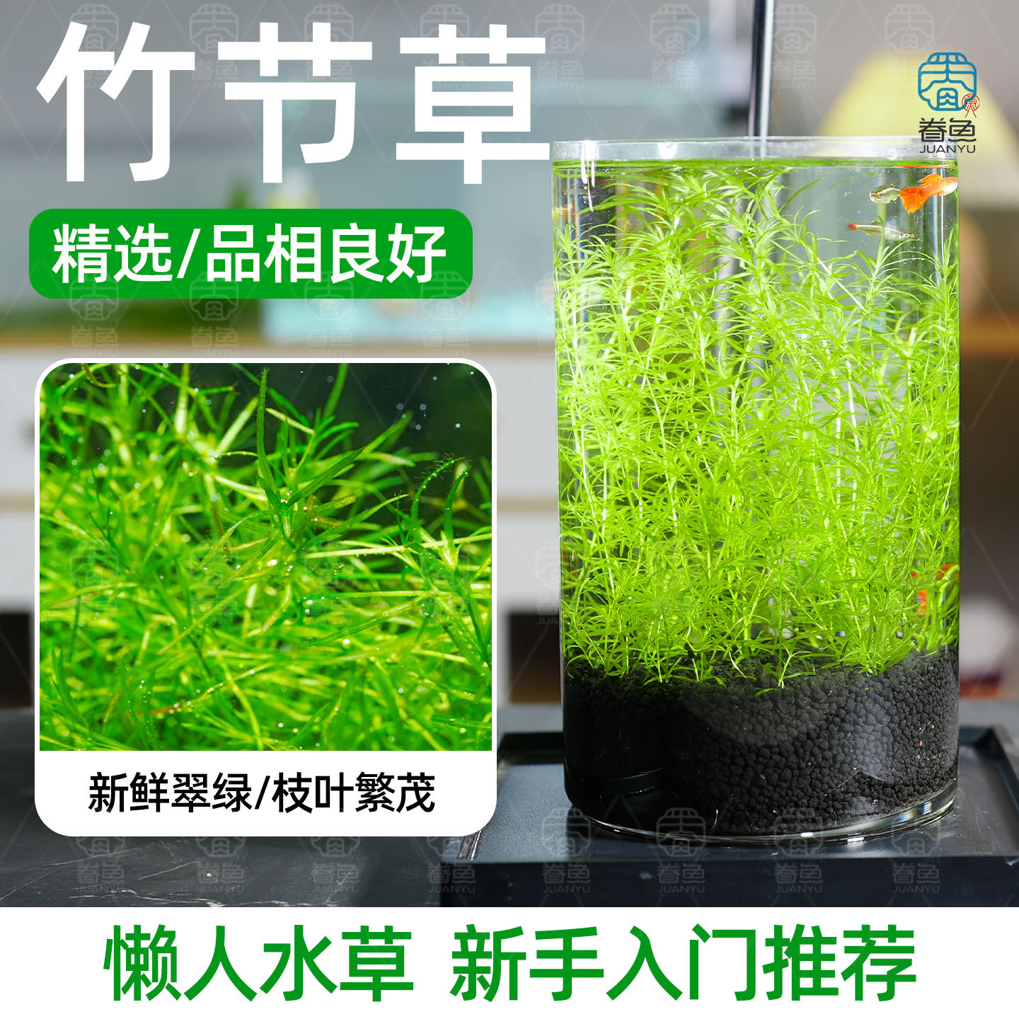 新手入门竹节草耐活淡水草缸鱼缸好养耐活易爆缸净化水质观赏水草,宠物/宠物食品及用品,鱼,淘宝优惠券,粉丝福利购,淘宝优惠卷