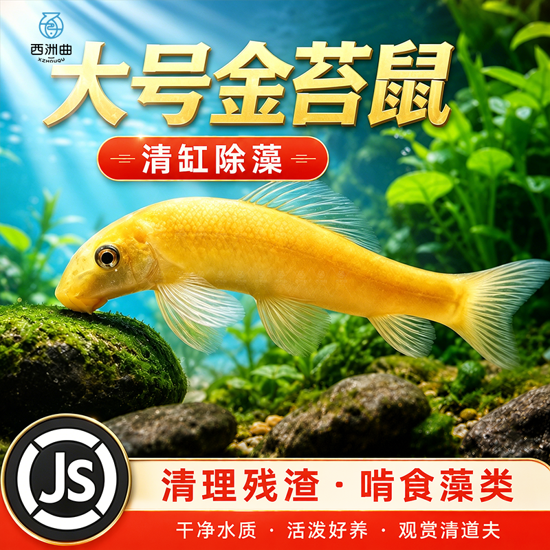 金苔鼠观赏鱼清道夫小型热带斑马鱼除藻工具淡水清洁粪便孔雀鱼