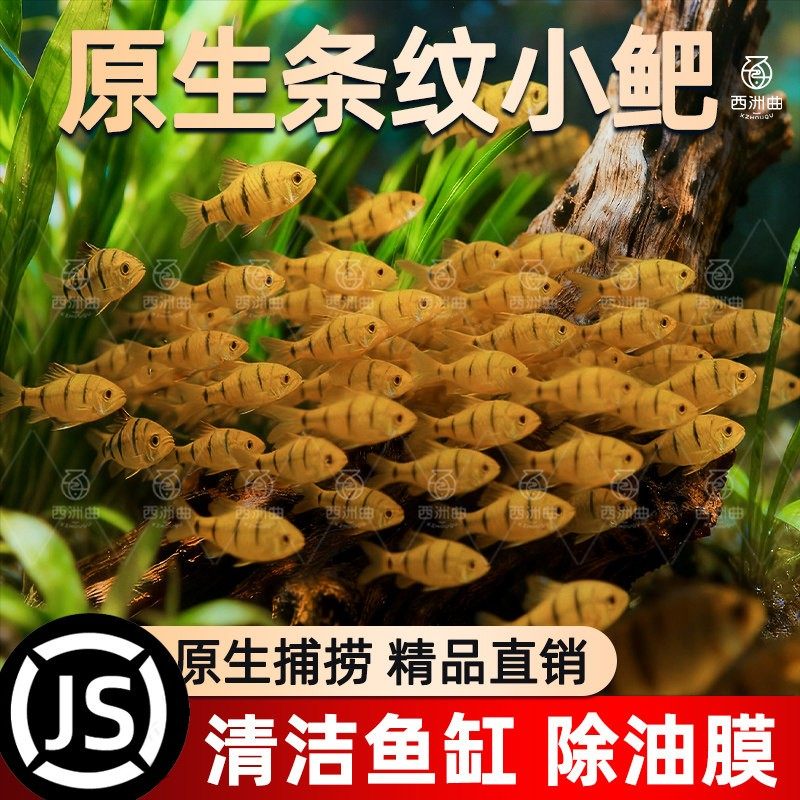 中国斗鱼伴侣条纹小鲃鱼易存活淡水鱼吃青苔冷水鱼原生群游观赏鱼,宠物/宠物食品及用品,鱼,淘宝优惠券,粉丝福利购,淘宝优惠卷
