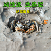 鱼缸辣椒蟹生态泥谭氏观赏蟹打洞泥滩涂泥泥蟹微景观造景用品河泥