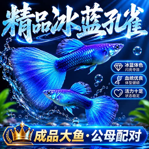 精品冰蓝孔雀鱼活体小型凤尾鱼苗观赏鱼小鱼金鱼热带淡水好养耐活