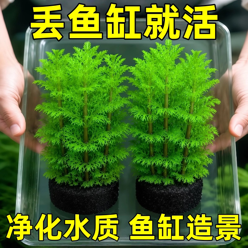 小宝塔新手水草鱼缸专用水培植物蜈蚣草绿菊增氧净化水质鱼缸造景