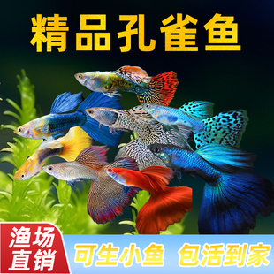 孔雀鱼活体斑马小型凤尾鱼苗观赏鱼小鱼金鱼热带淡水好养耐活