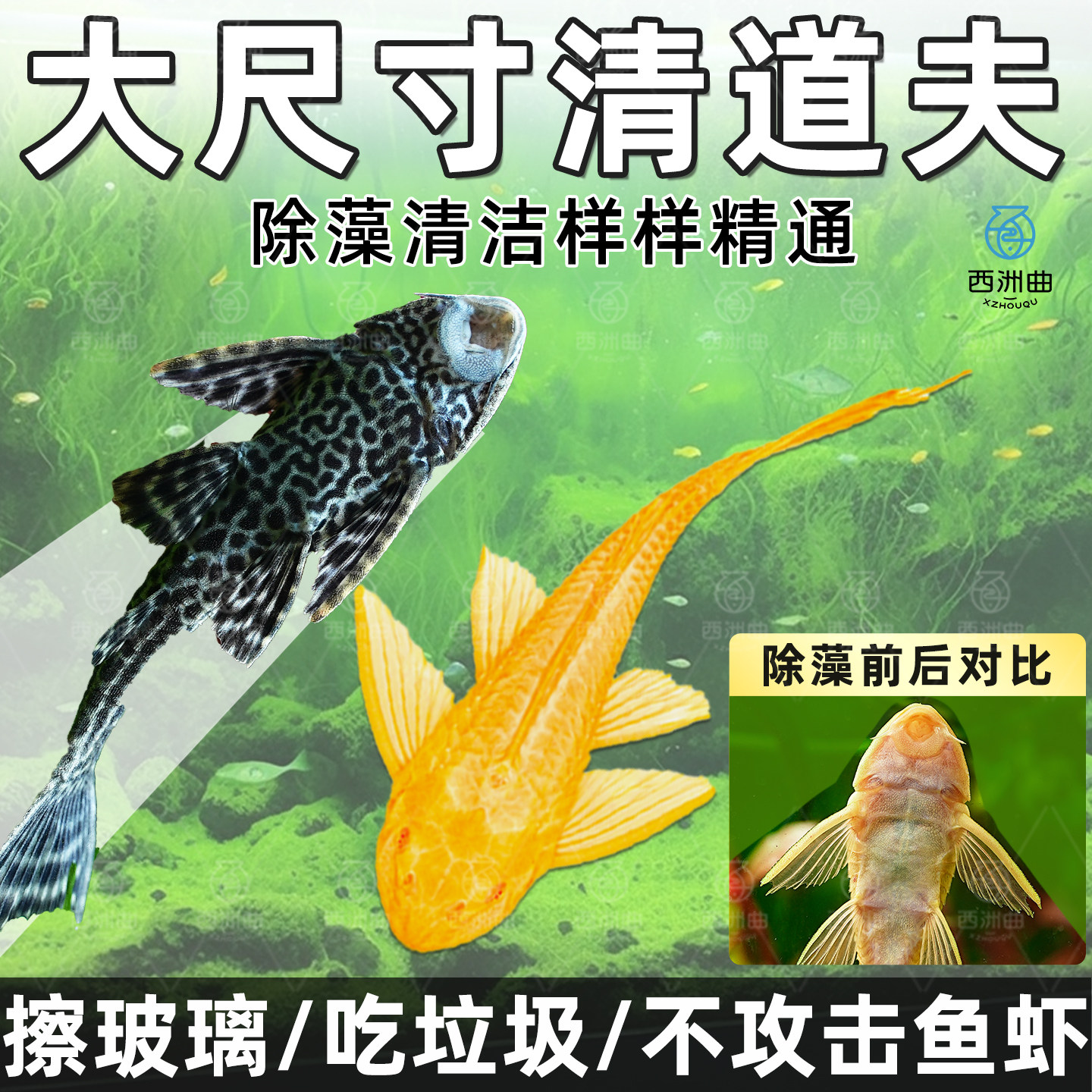 鱼缸清洁工清道夫鱼观赏鱼鱼缸除藻工具鱼清理垃圾热带鱼淡水鱼,宠物/宠物食品及用品,鱼,淘宝优惠券,粉丝福利购,淘宝优惠卷