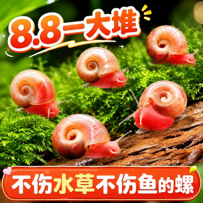 苹果螺除藻螺鱼缸清洁工具螺除藻宠物螺乌龟斑马狗头鱼活体饲料