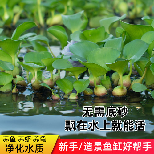 水芙蓉植物多少钱 水芙蓉植物价格 小麦优选