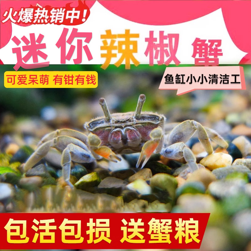 迷你蟹辣椒蟹宠物鱼缸观赏蟹淡水活体草缸可深水养殖小螃蟹除藻蟹