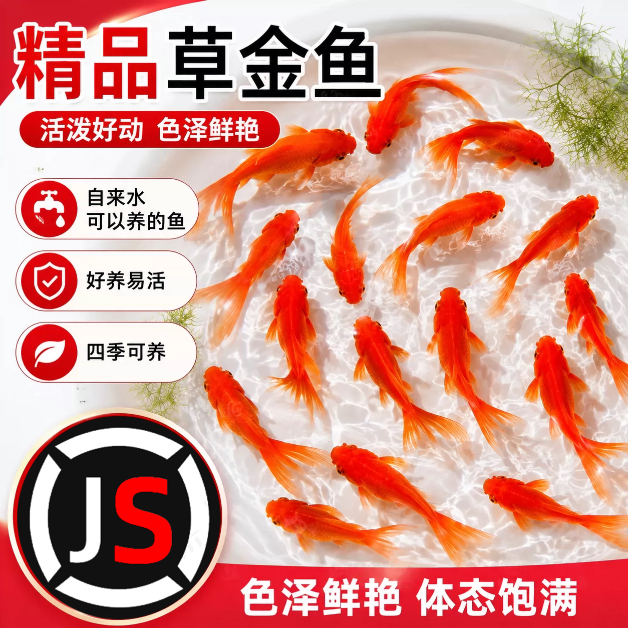 不用打氧的大红草金鱼闯缸新手好养耐活冷水自来水活鱼锦鲤观赏鱼