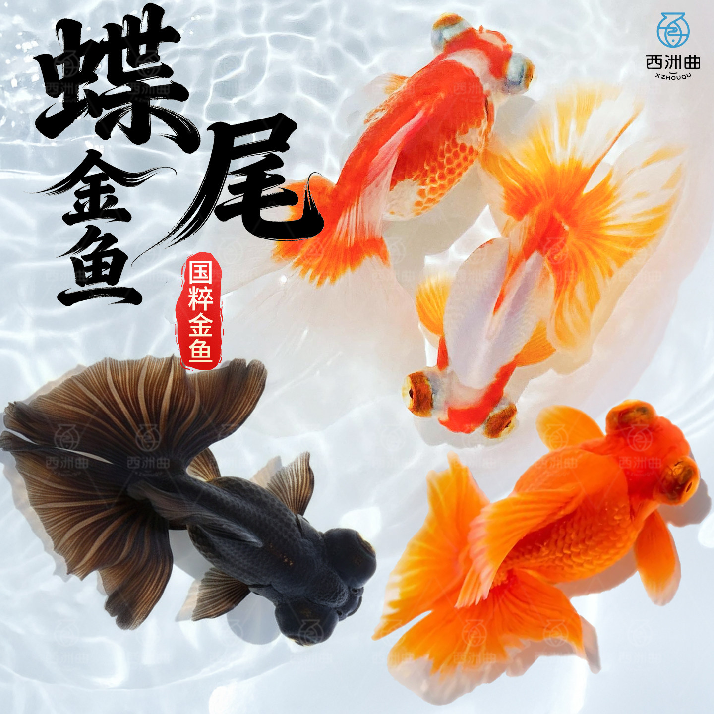 精品蝶尾金鱼观赏鱼鱼缸易存活淡水鱼纯种鱼苗小型冷水鱼耐活蝶尾