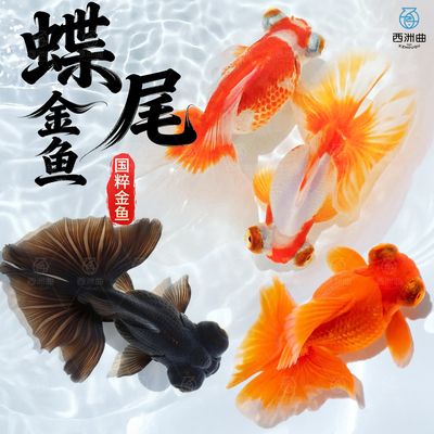 精品蝶尾金鱼观赏鱼鱼缸易存活淡水鱼纯种鱼苗小型冷水鱼耐活蝶尾