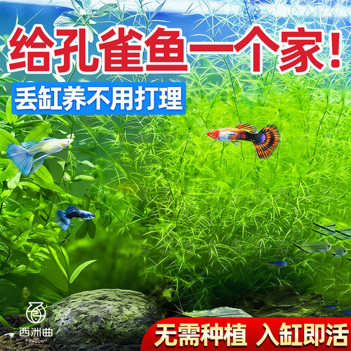 新手竹节草耐活淡水草缸鱼缸造景好养耐活易爆缸净化水质观赏水草