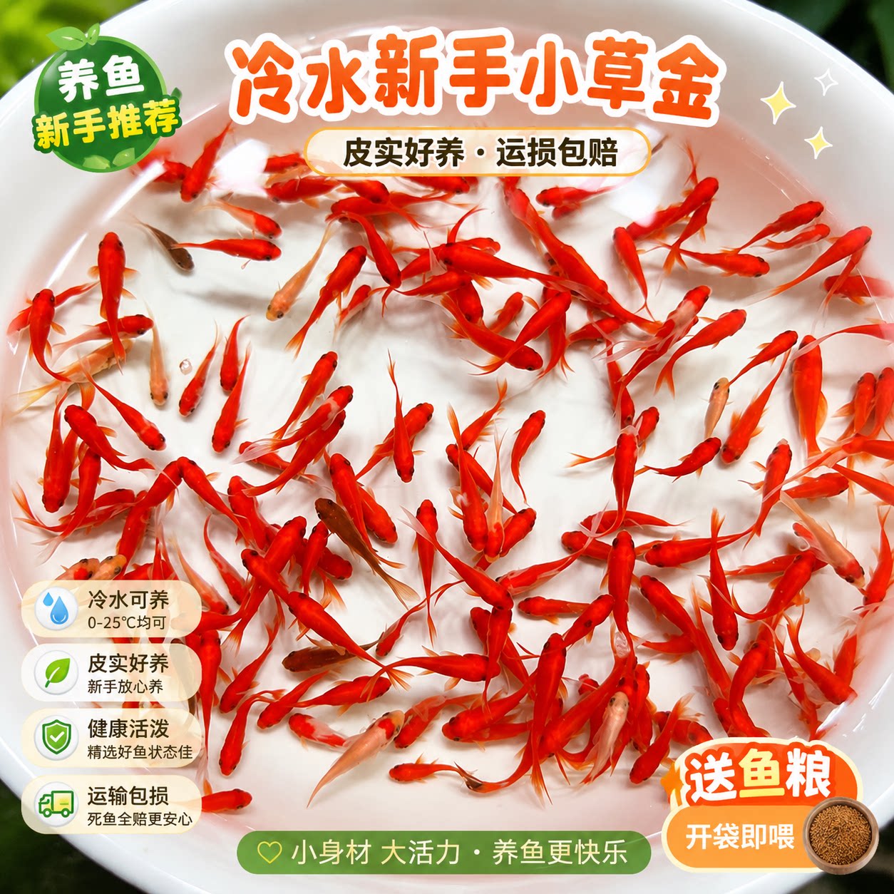 不用打氧的大红草金鱼闯缸新手好养耐活冷水自来水活鱼锦鲤观赏鱼图片