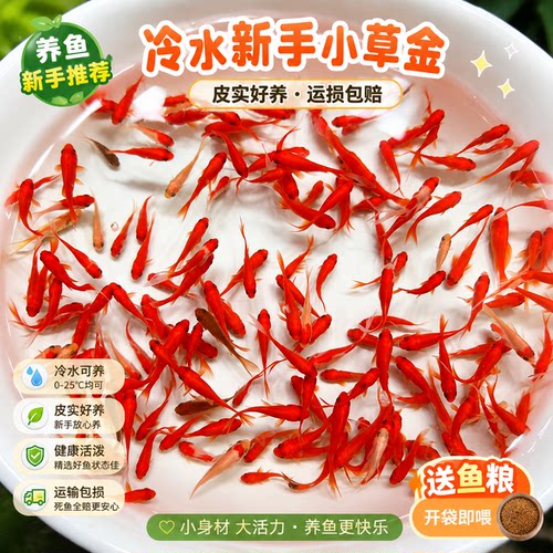 不用打氧的大红草金鱼闯缸新手好养耐活冷水自来水活鱼锦鲤观赏鱼