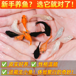 玛丽鱼易存活淡水鱼观赏鱼直接下小鱼怀孕大肚鱼米奇鱼热带鱼