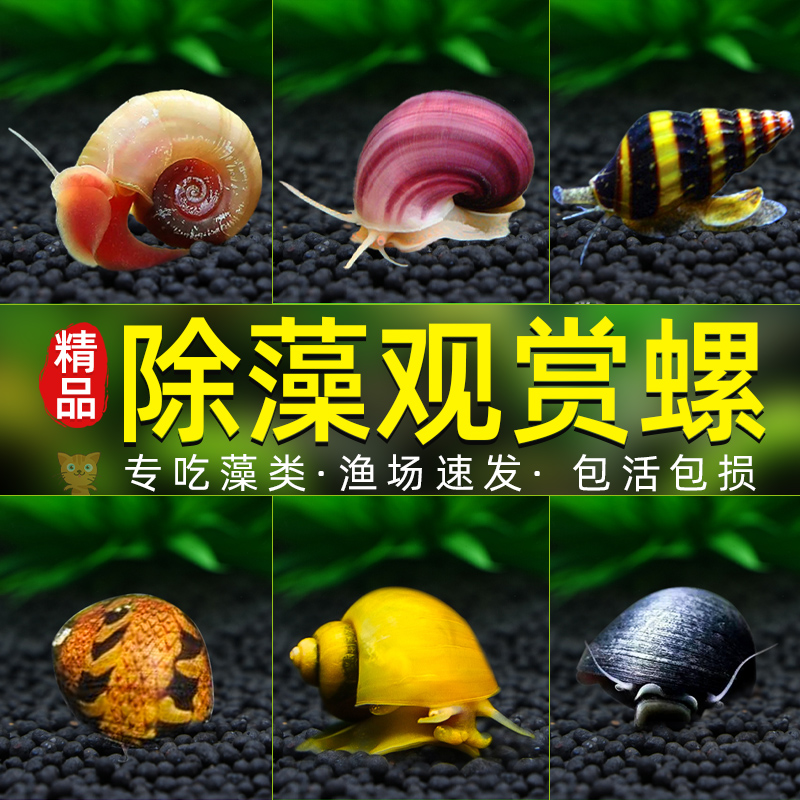 苹果螺蜗牛宠物活体黄金螺除藻