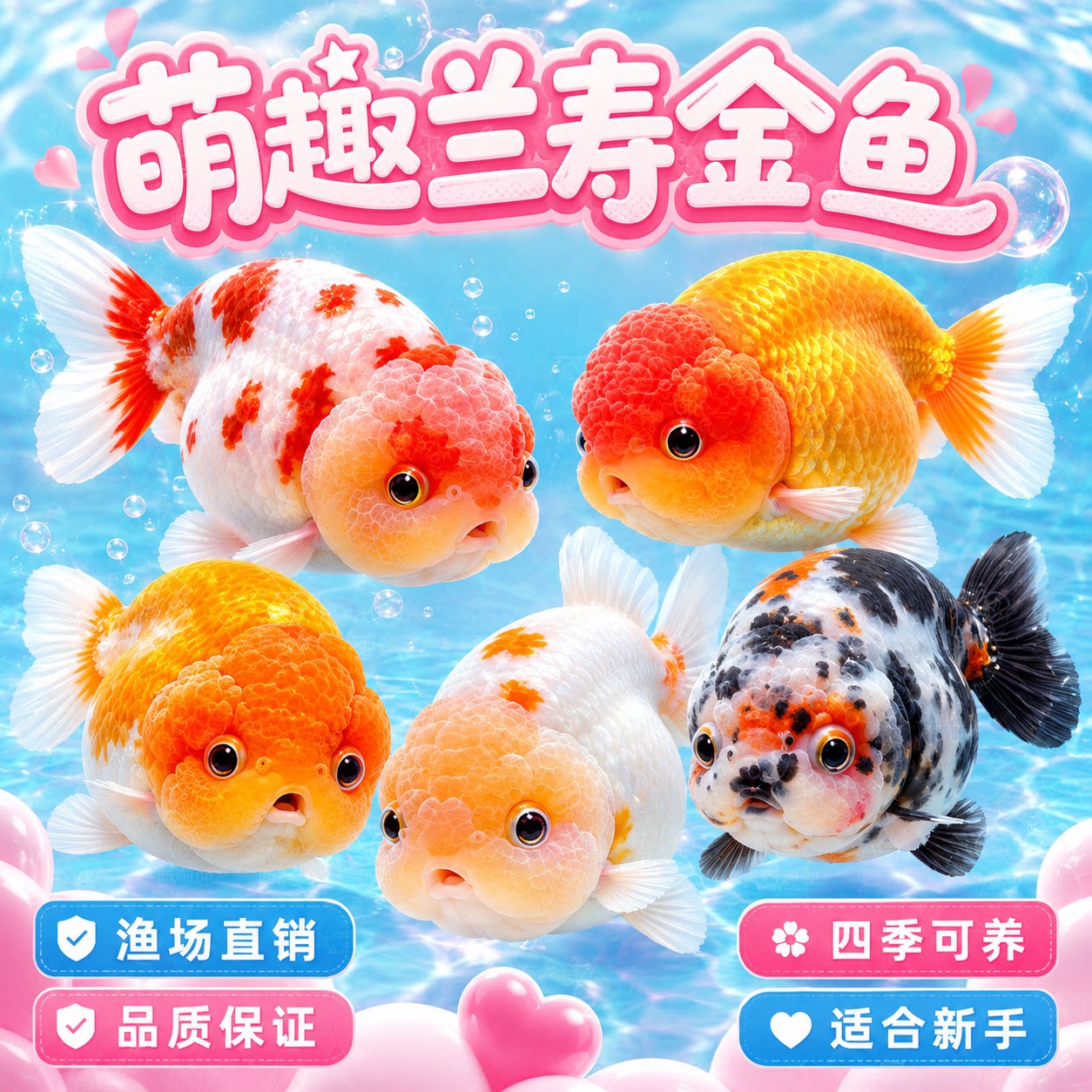 兰寿金鱼冷水鱼观赏鱼小红鱼苗活体观赏鱼泰狮金鱼好养易存活